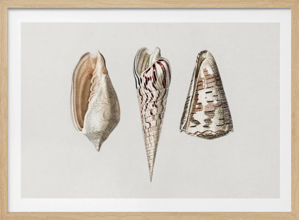 Three Mollusks Crop | Poster