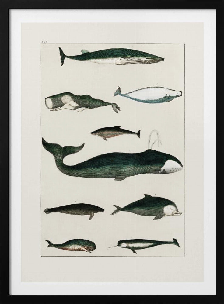 Vintage Whale Poster | Poster