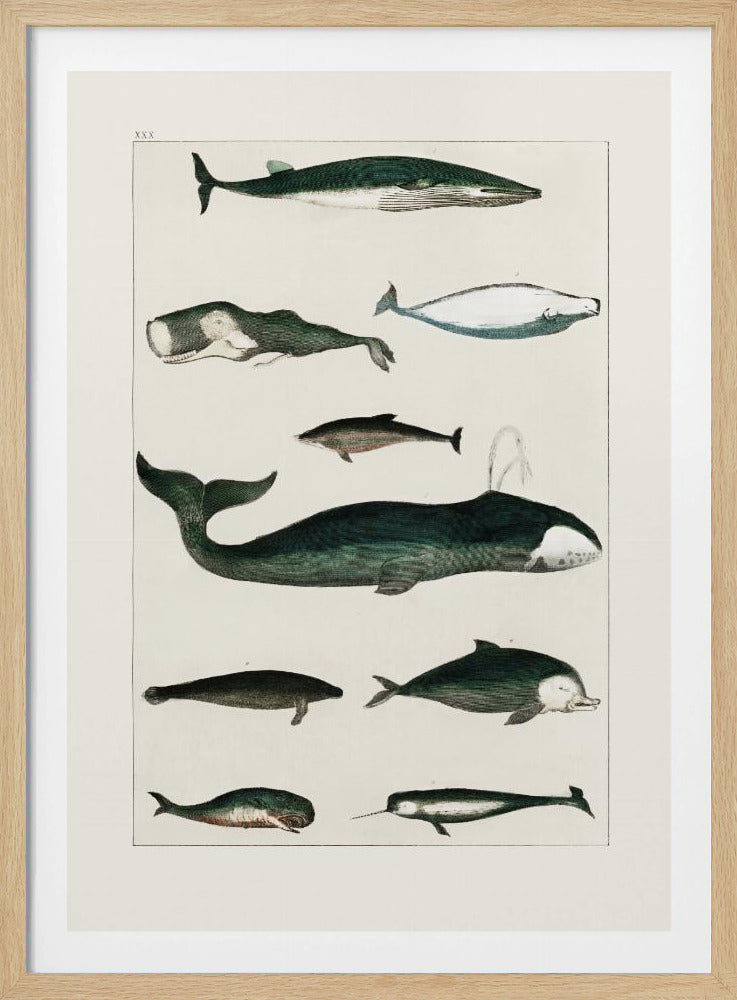 Vintage Whale Poster | Poster