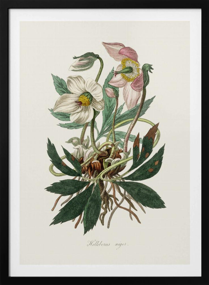 Christmas Rose (helleborus Niger) Medical Botany | Poster