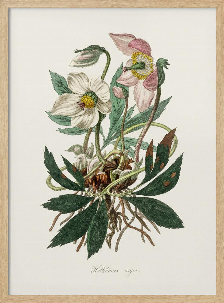 Christmas Rose (helleborus Niger) Medical Botany | Poster