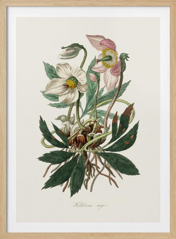 Christmas Rose (helleborus Niger) Medical Botany | Poster