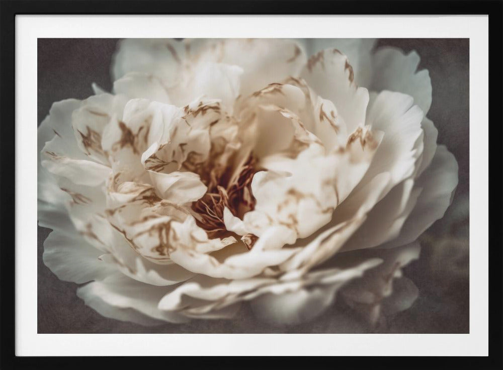 Petals of Serenity | Poster