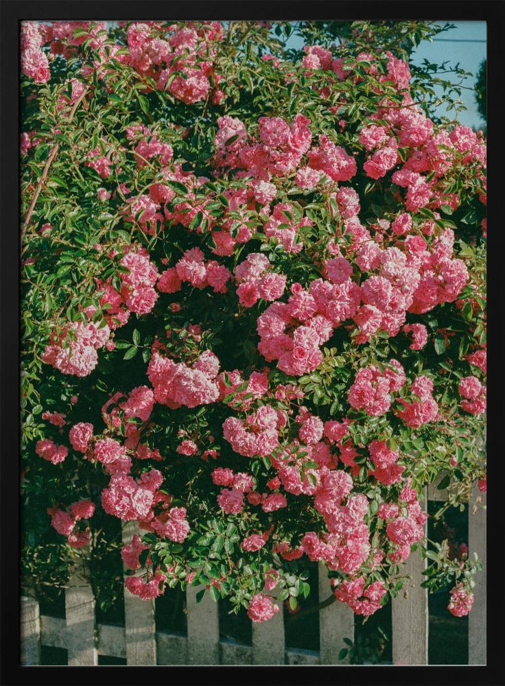 Cannon Beach Blooms | Poster