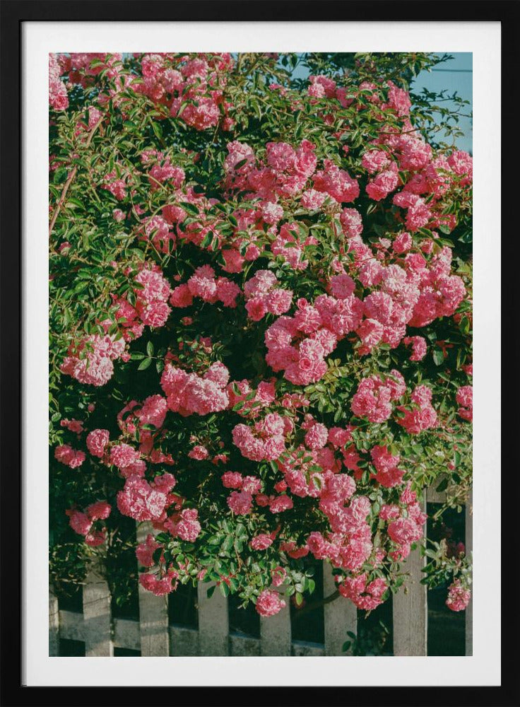 Cannon Beach Blooms | Poster