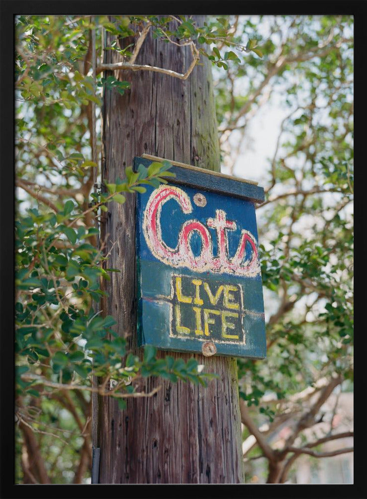 New Orleans Cats | Poster