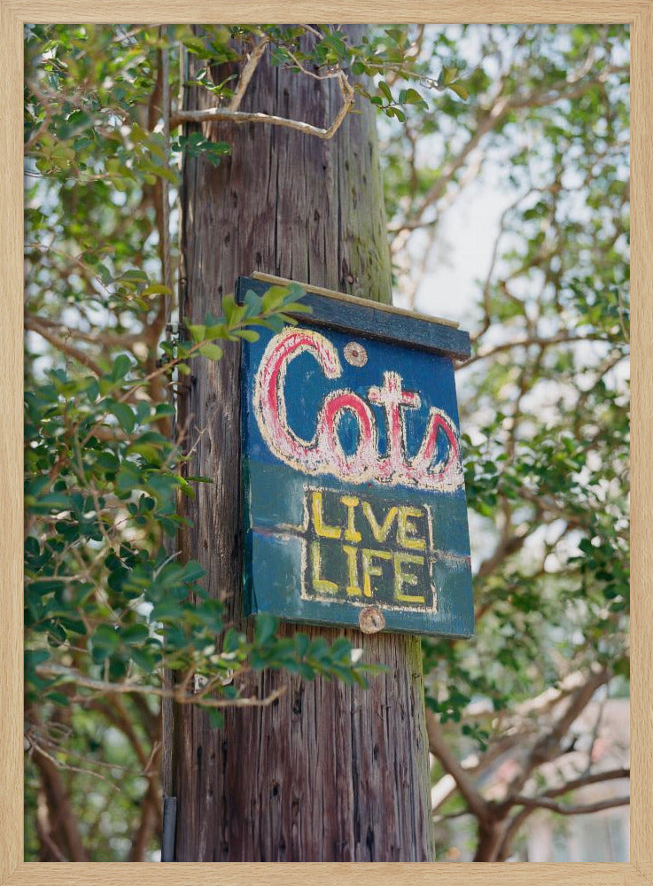New Orleans Cats | Poster