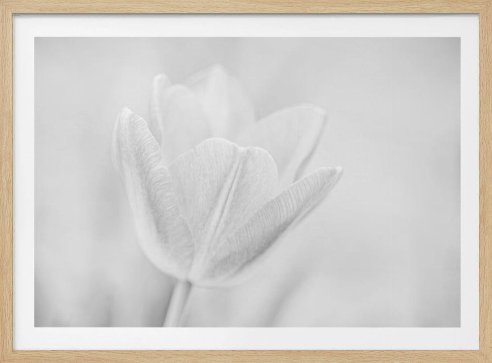 Soft | Poster