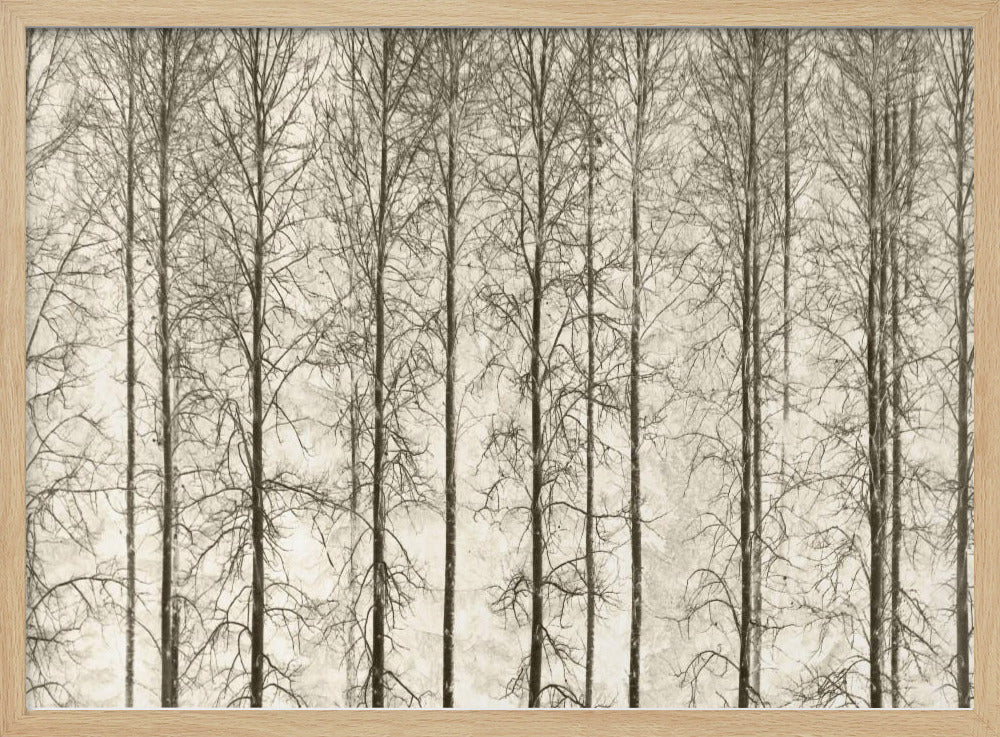 Aspens | Poster