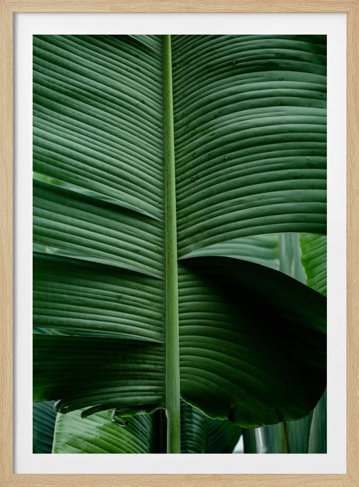 Leaves 15 | Poster