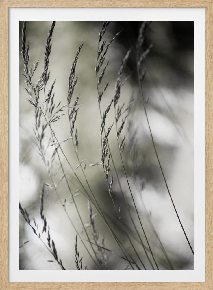 Summer Grass 1 | Poster
