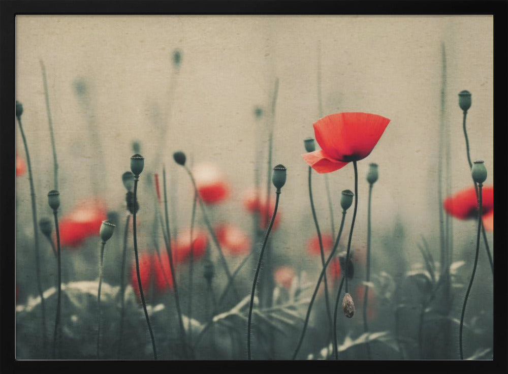 Poppies in the Mist | Poster