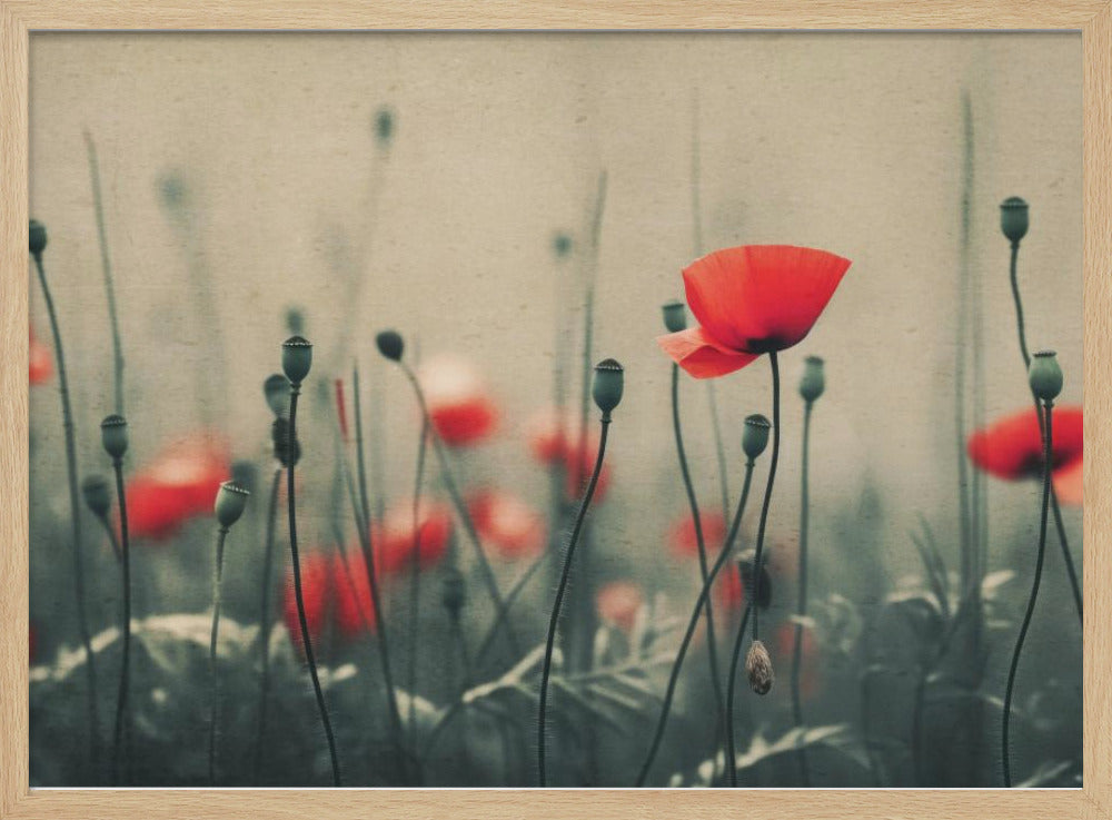 Poppies in the Mist | Poster