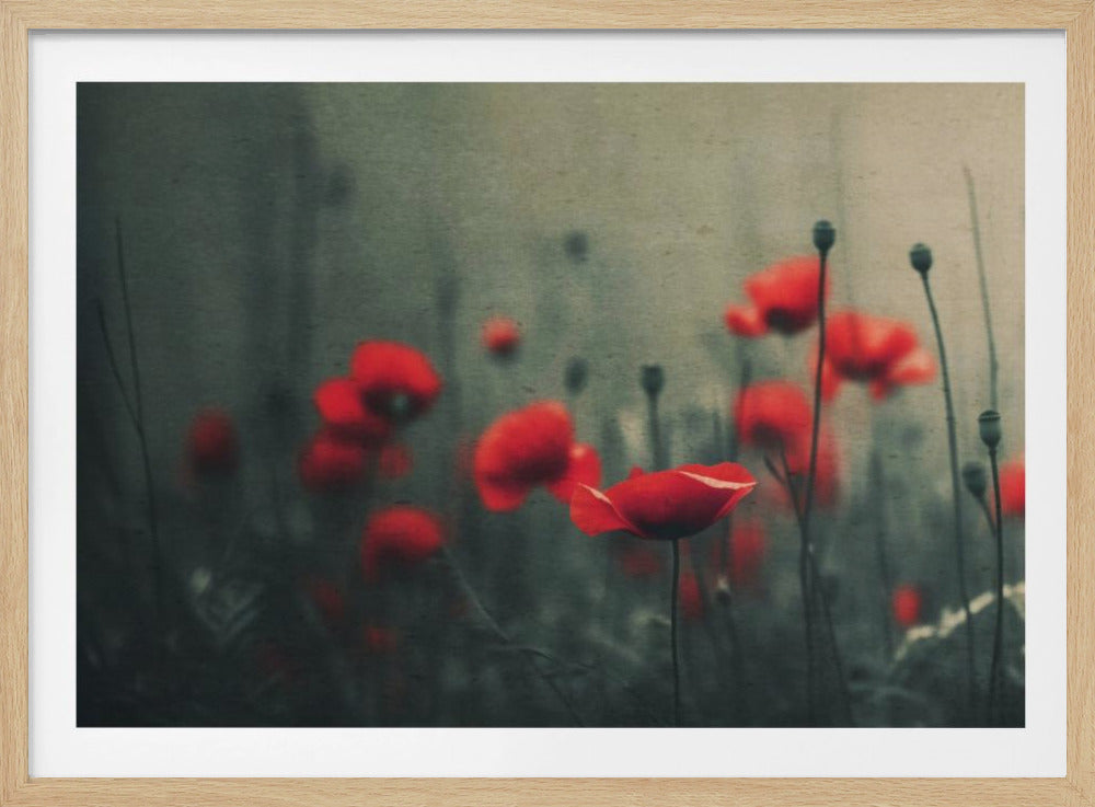 Poppies in the Mist | Poster