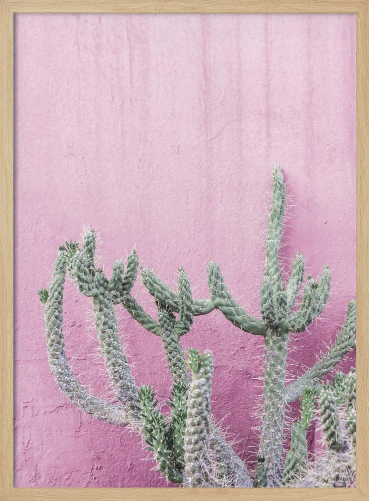 Cactus On Pink | Poster