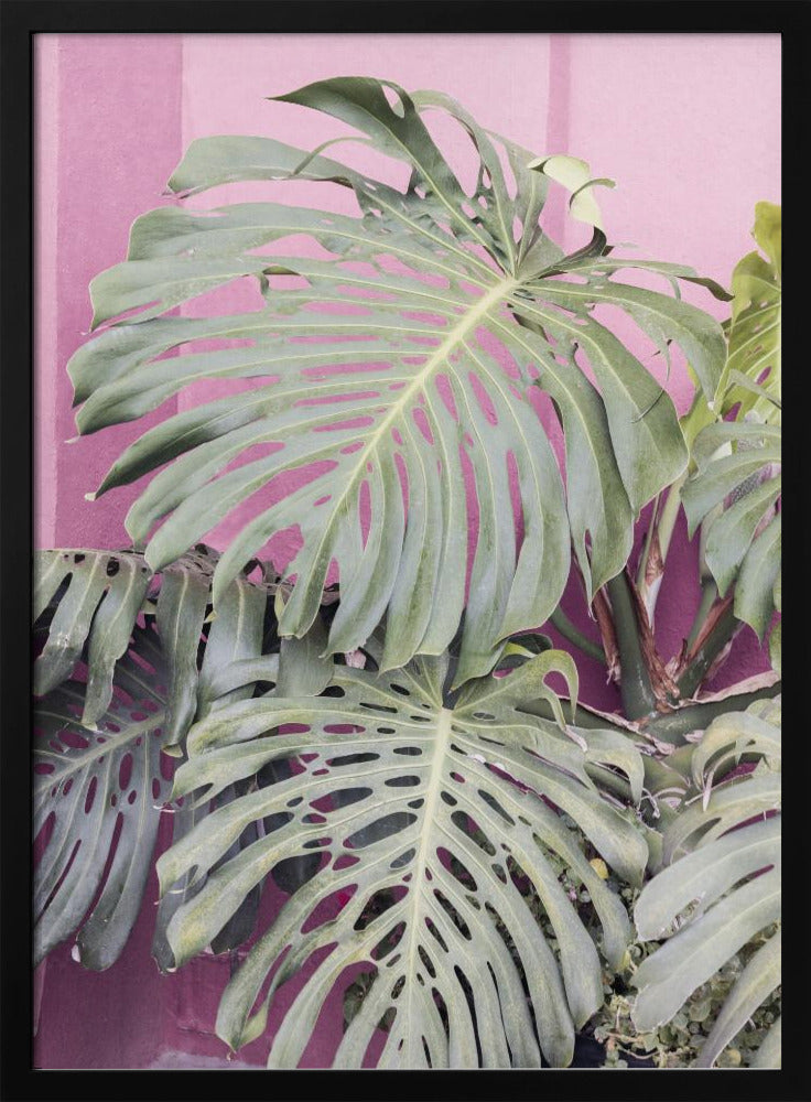 Monstera leaf La Muralla | Poster