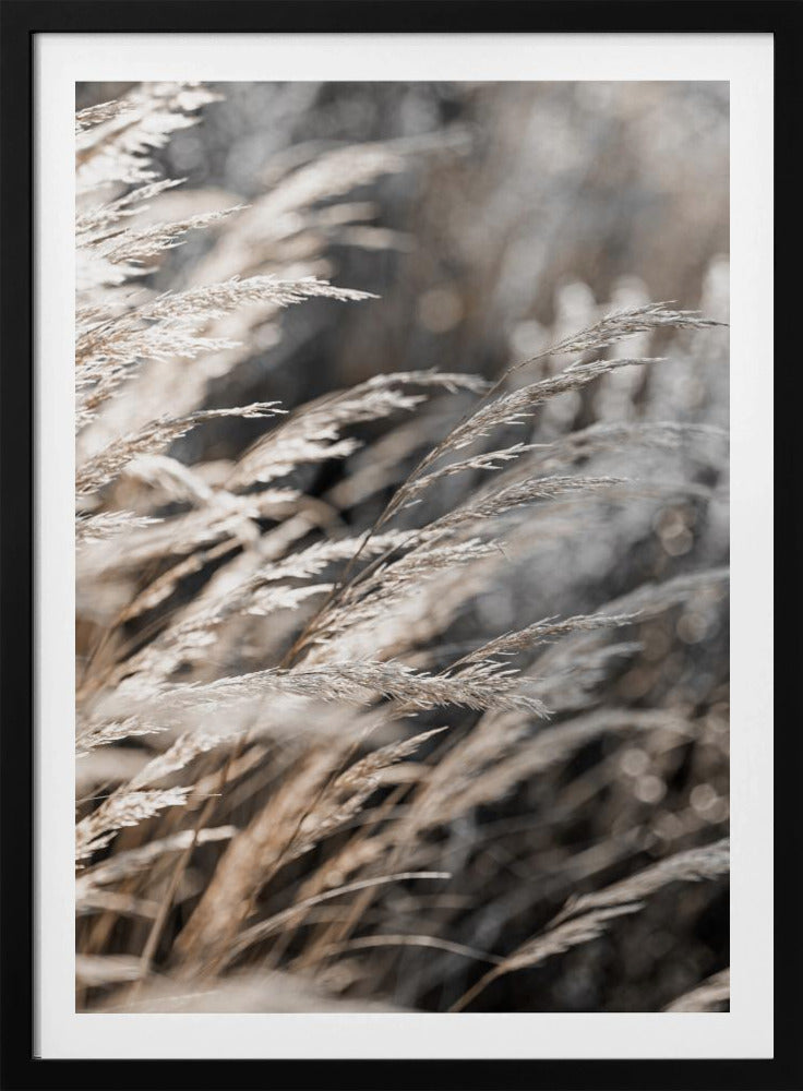 Grass 28 | Poster