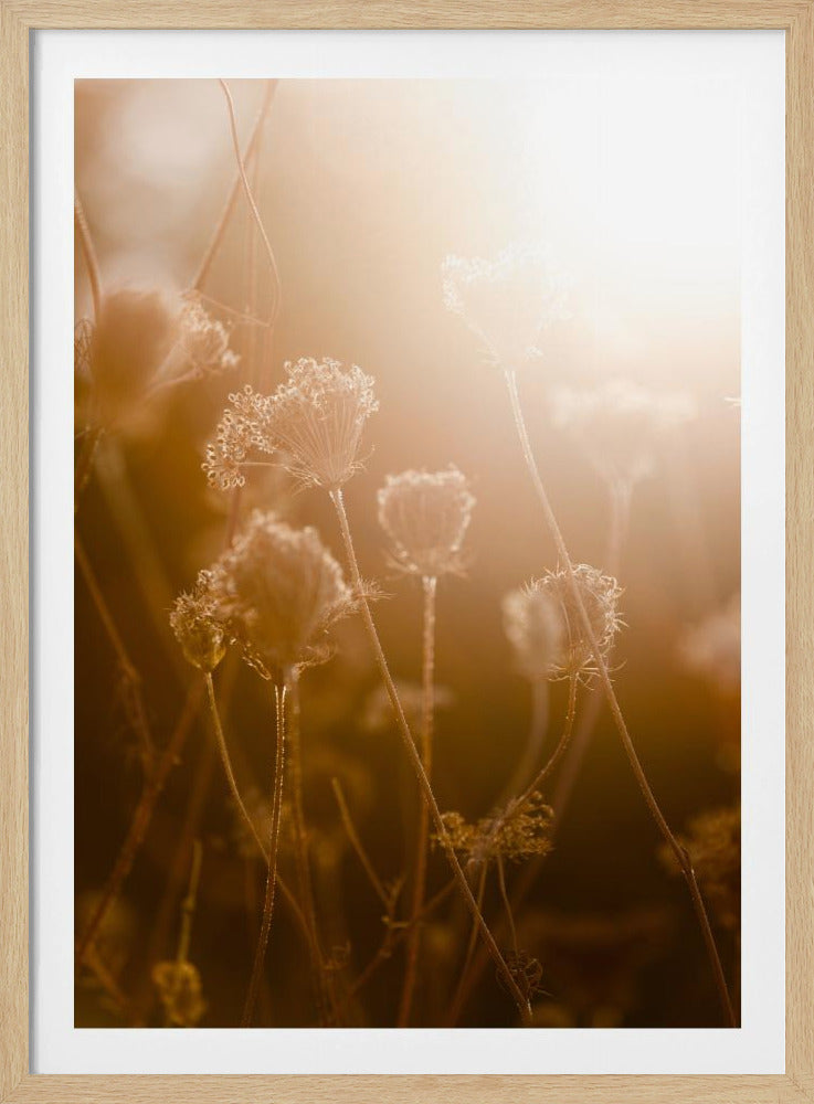 Golden Hour 1 | Poster