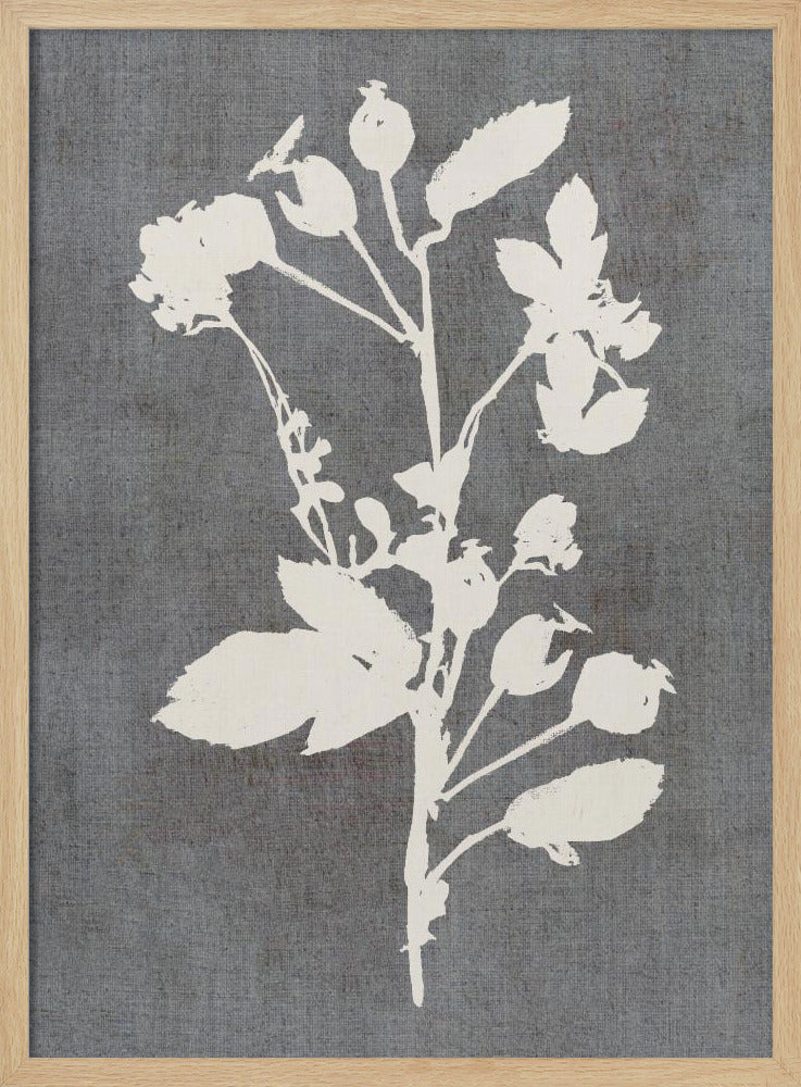 Botanical Illustration 6 | Poster