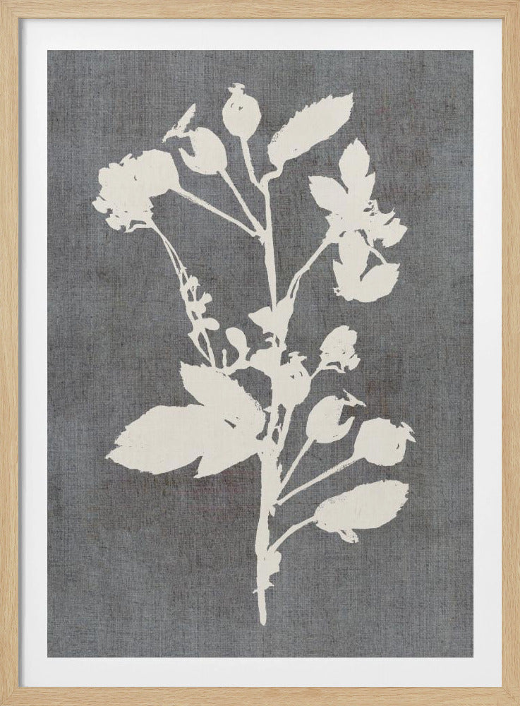 Botanical Illustration 6 | Poster