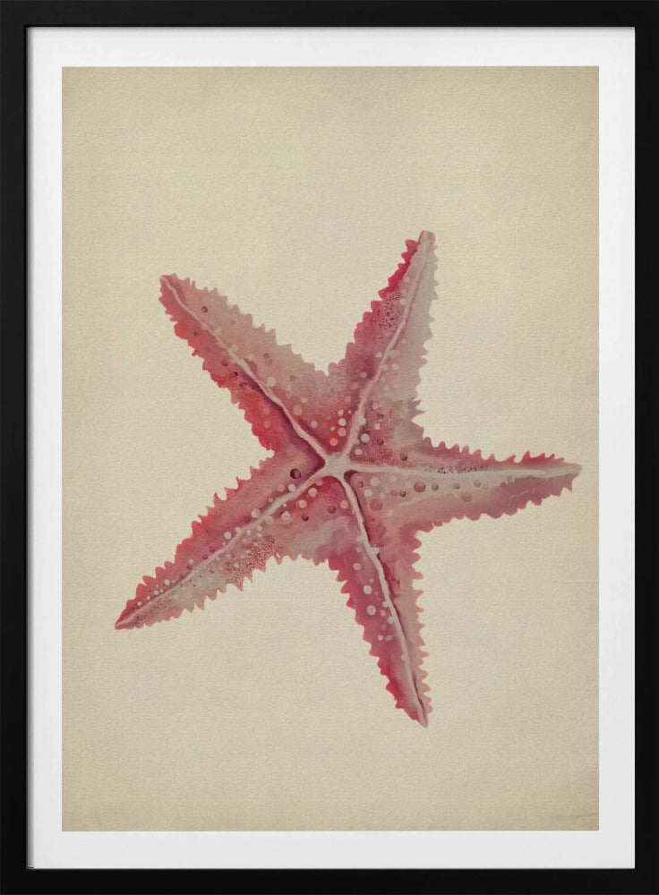 Vintage starfish painting | Poster