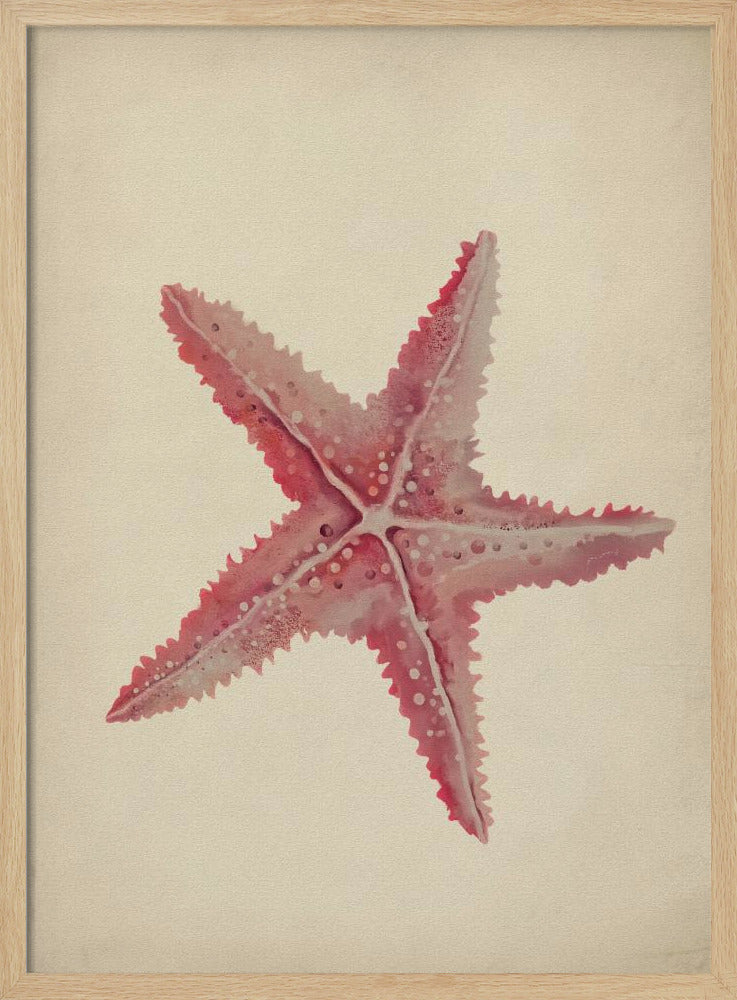 Vintage starfish painting | Poster