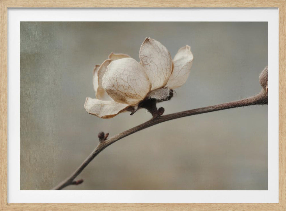 Delicate Petals | Poster