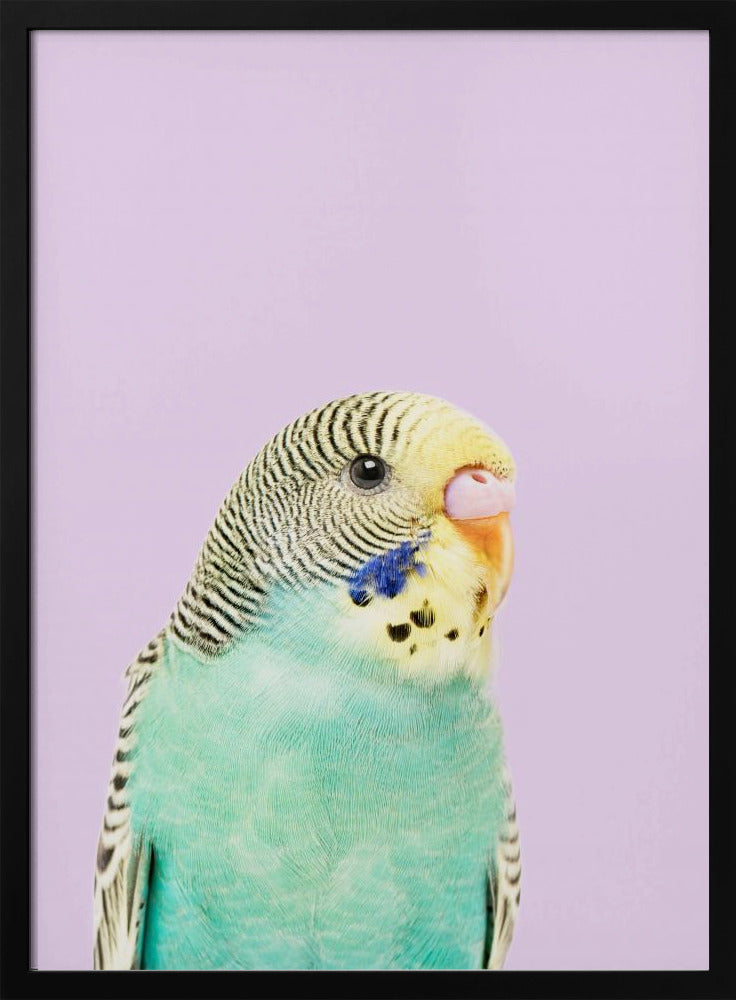 Badgie | Poster