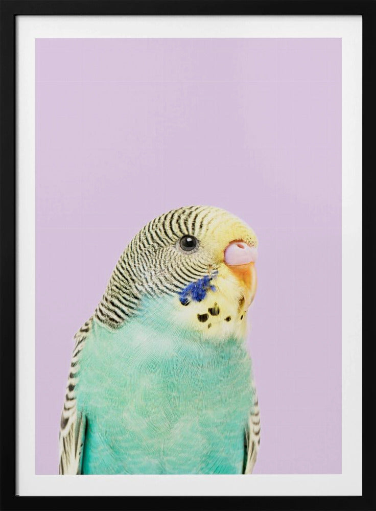 Badgie | Poster