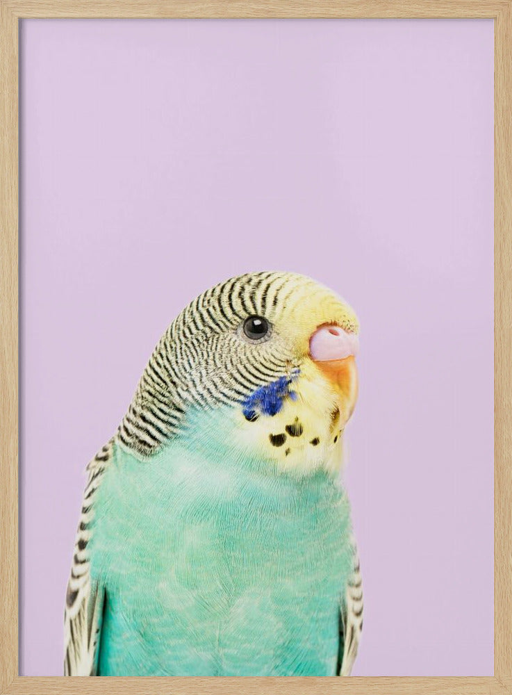 Badgie | Poster