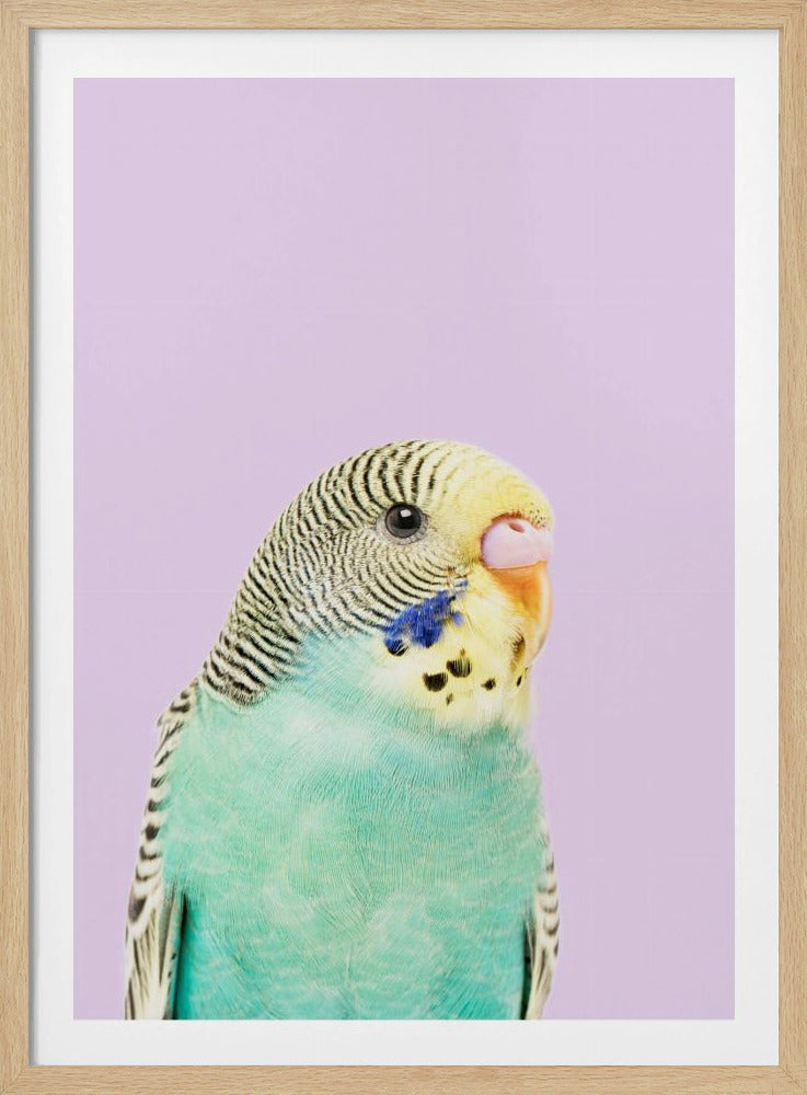 Badgie | Poster
