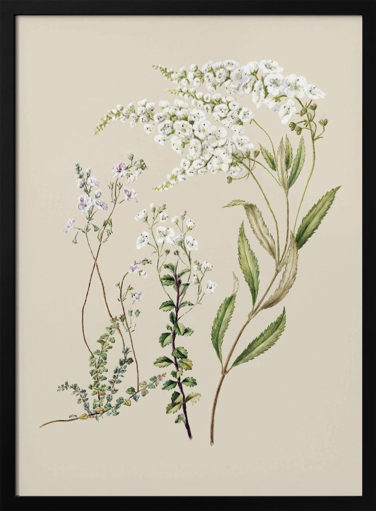 Veronica Drawn By Sarah Featon (1848–1927) | Poster