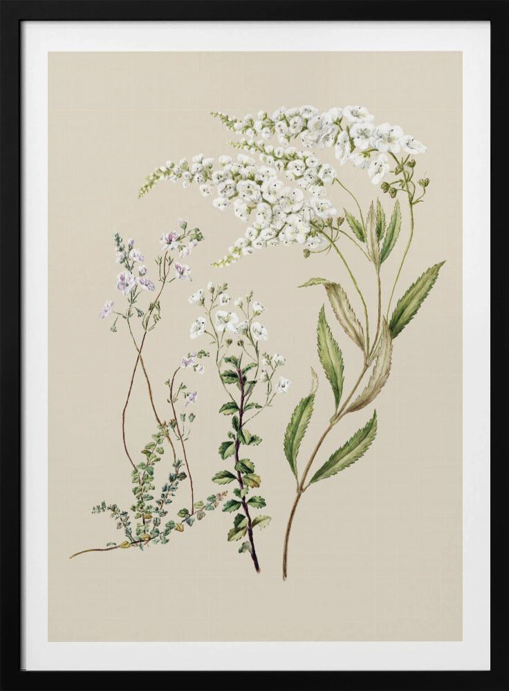 Veronica Drawn By Sarah Featon (1848–1927) | Poster