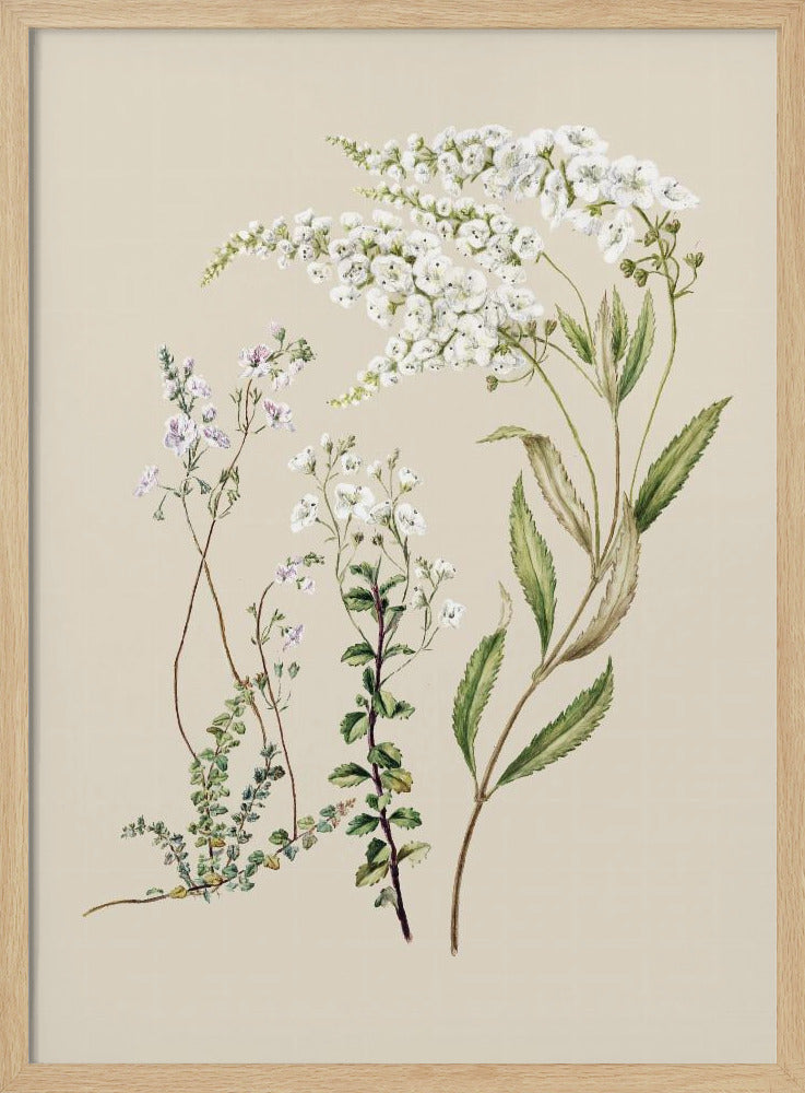 Veronica Drawn By Sarah Featon (1848–1927) | Poster