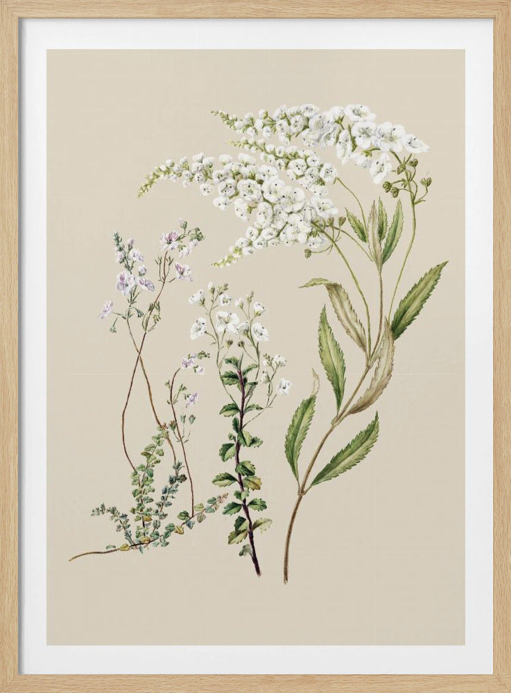 Veronica Drawn By Sarah Featon (1848–1927) | Poster