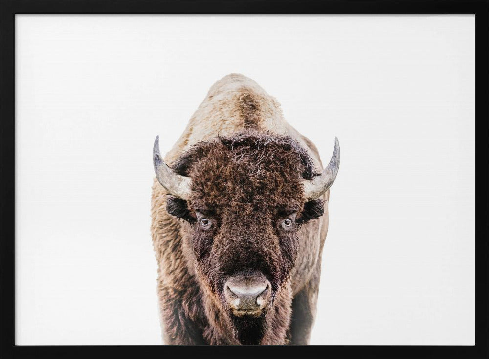 Bison | Poster
