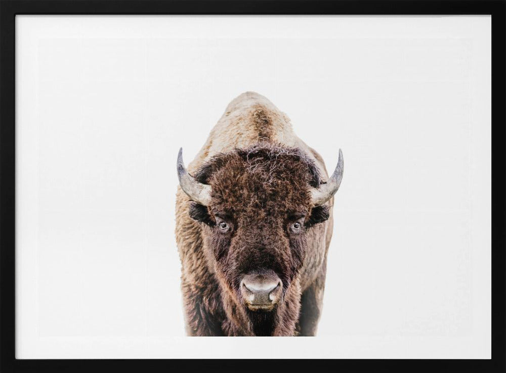 Bison | Poster