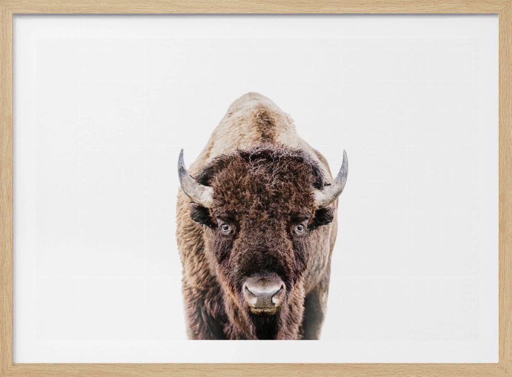 Bison | Poster