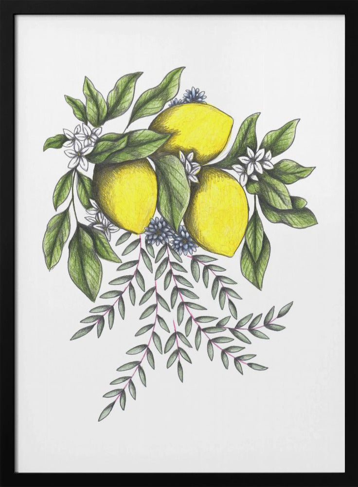 Lemons and Green leaves with Delicate White Blossoms | Poster