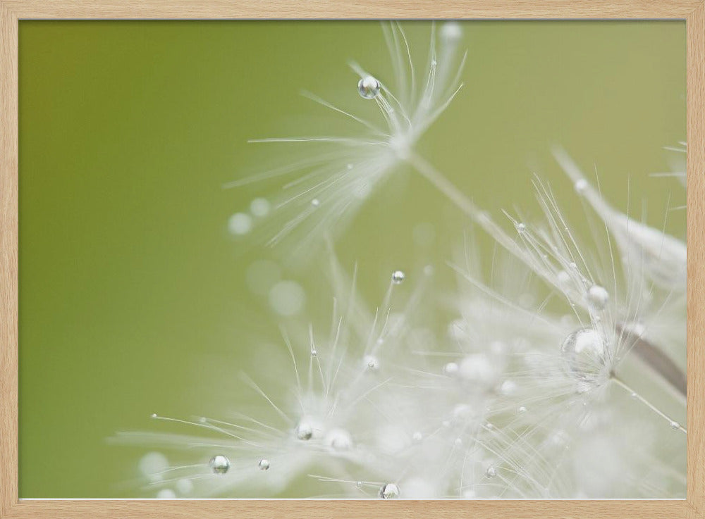 Green | Poster