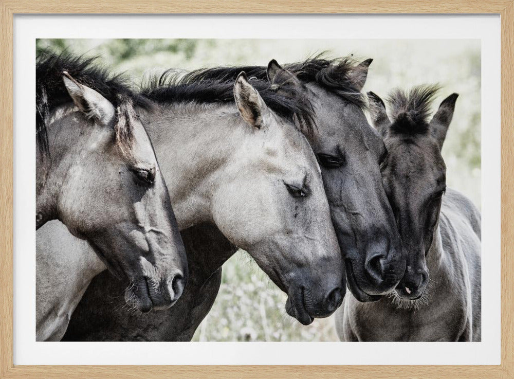 Four Konik Horses | Poster