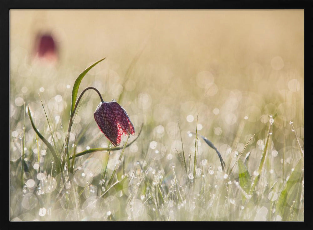 Morningdew | Poster