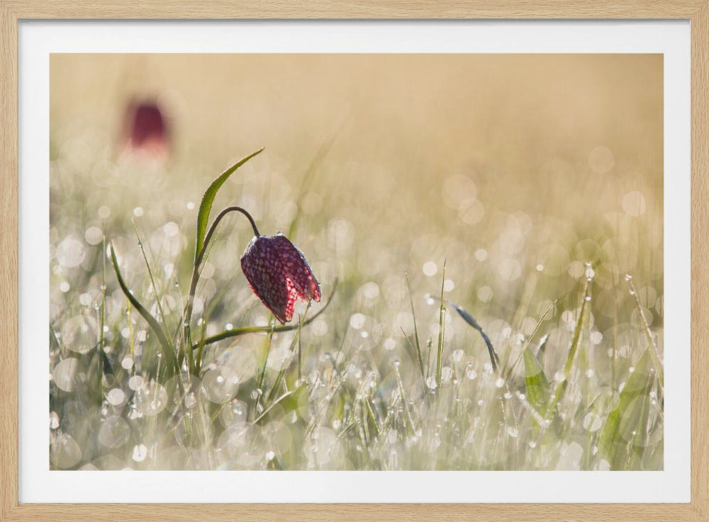 Morningdew | Poster