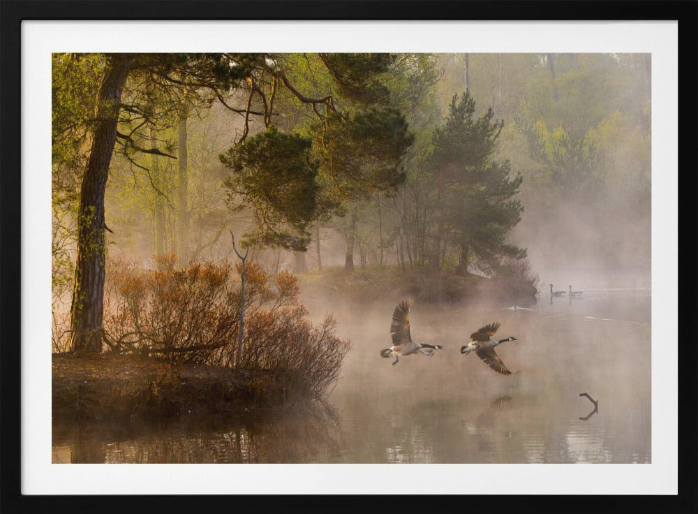 Goose fight | Poster
