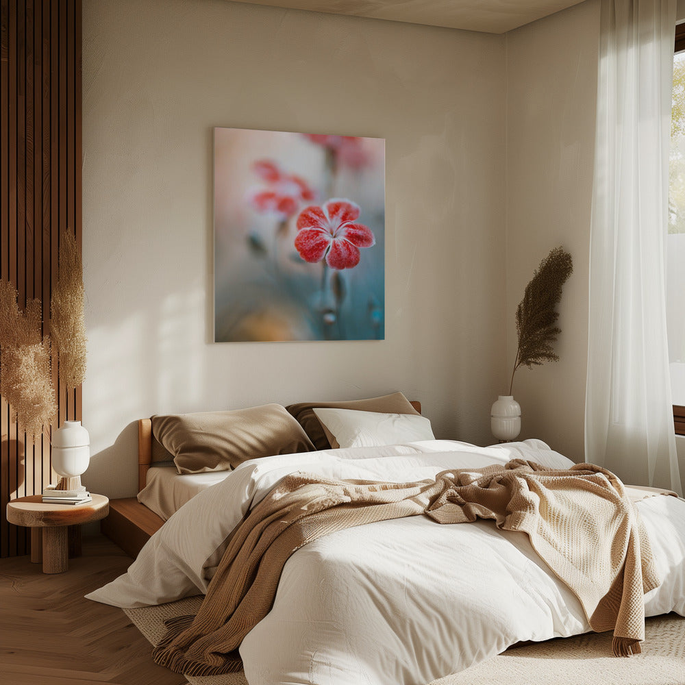 Dianthus | Canvas