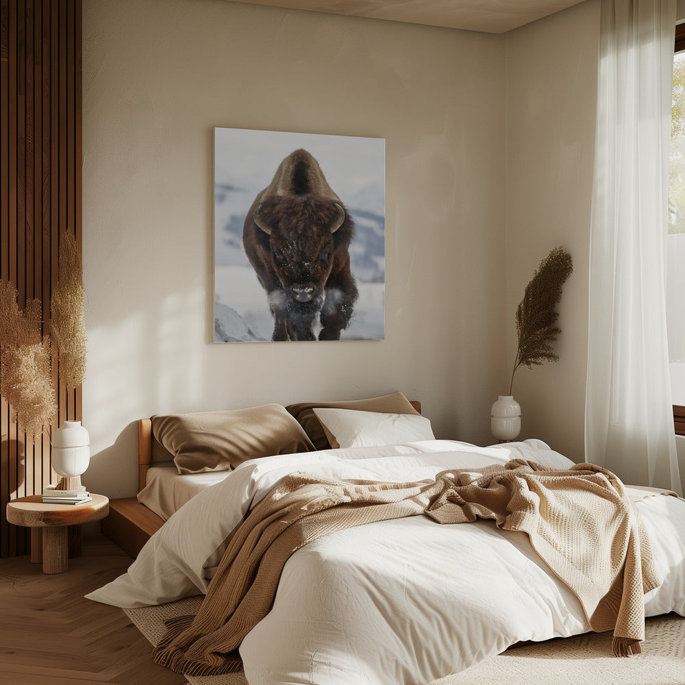 Bison Incoming | Canvas