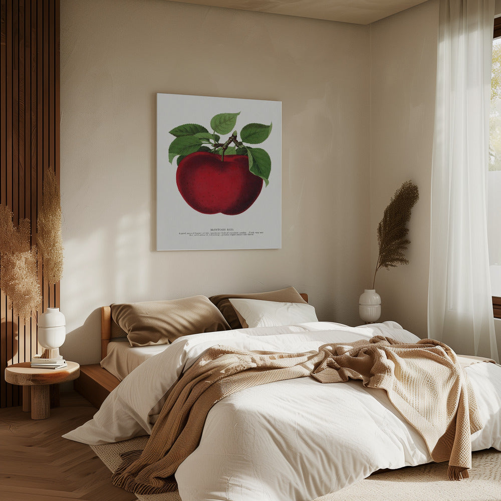 Mcintosh Red Apple Lithograph | Canvas