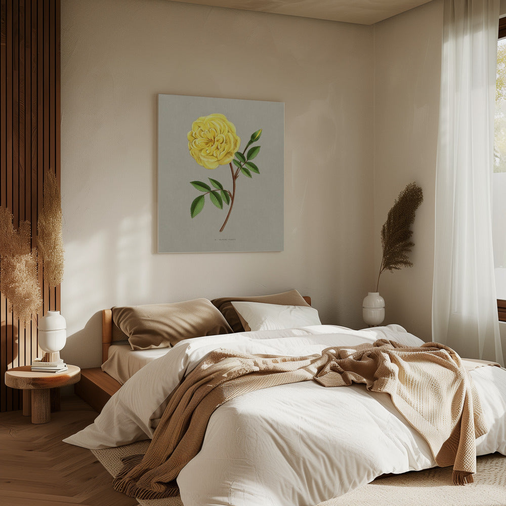 Rose Madame Falcot | Canvas