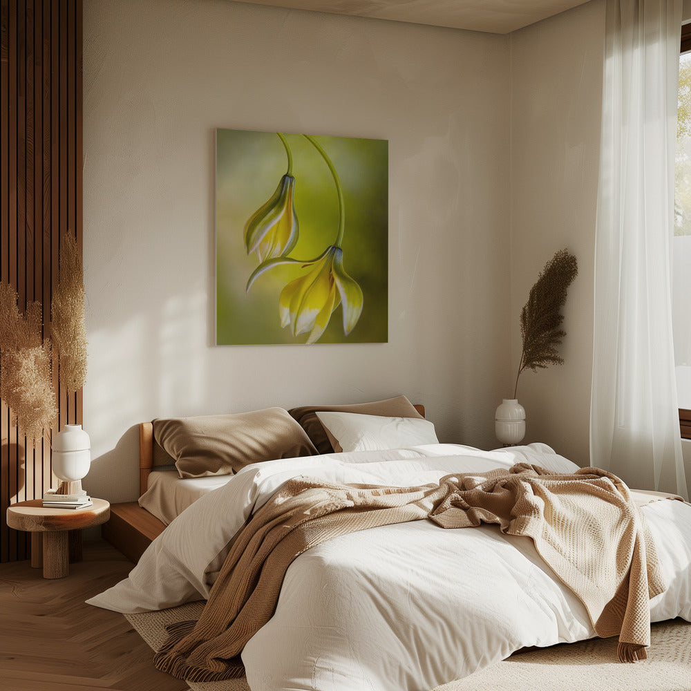 Tulipa | Canvas