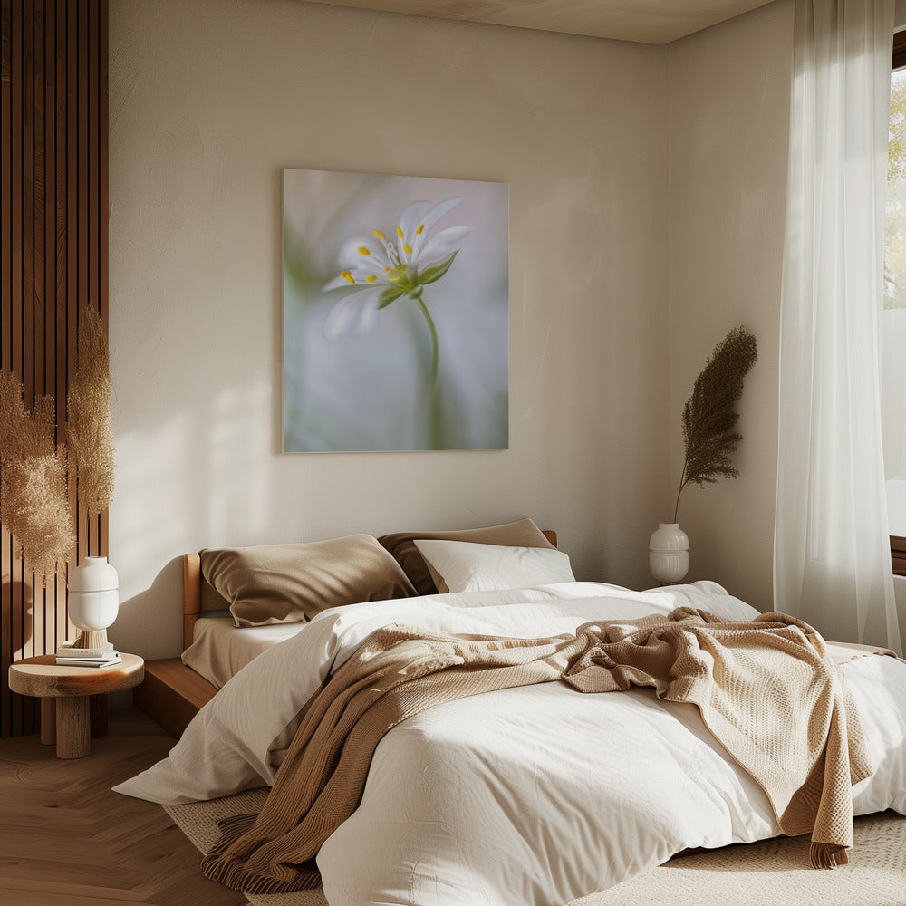 Stitchwort soft | Canvas